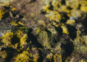 The Quiet Language of Moss