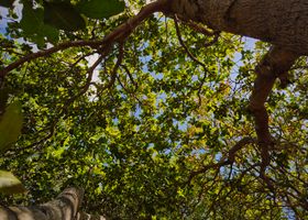 The Forest as Archive
